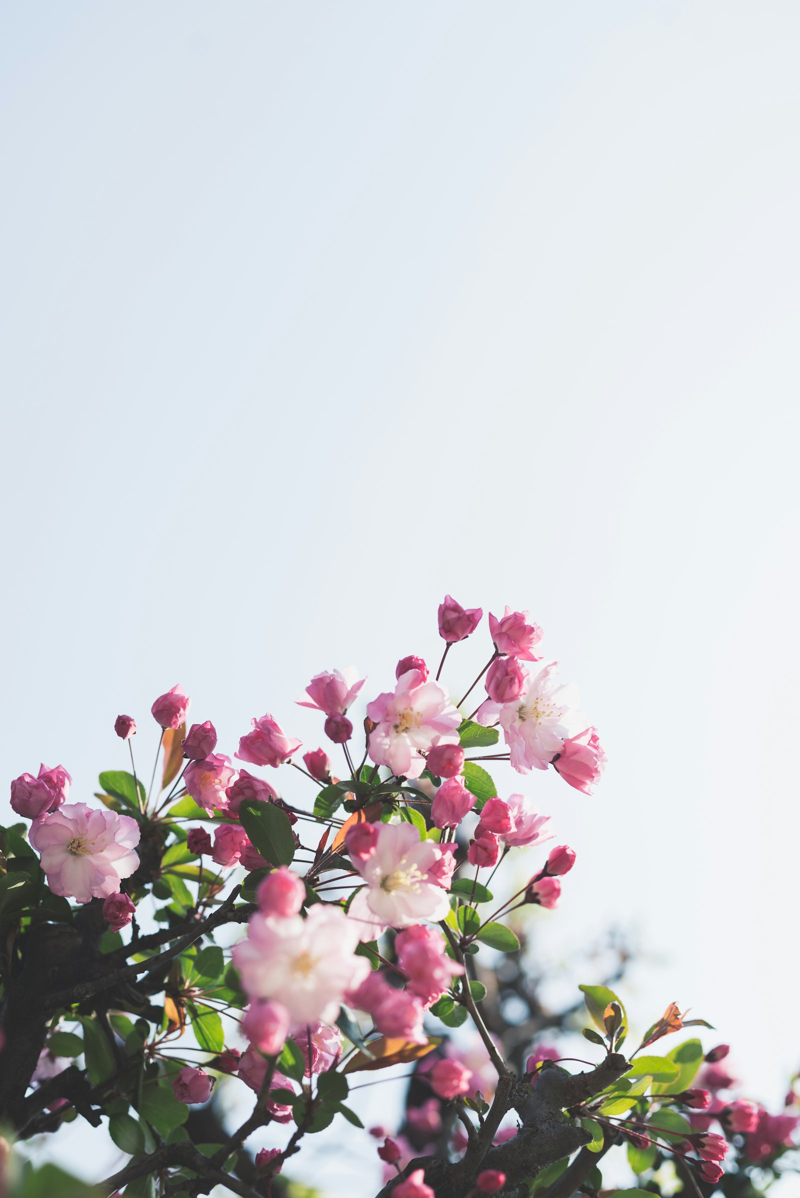 Flores blancas y rosadas en luz natural suave